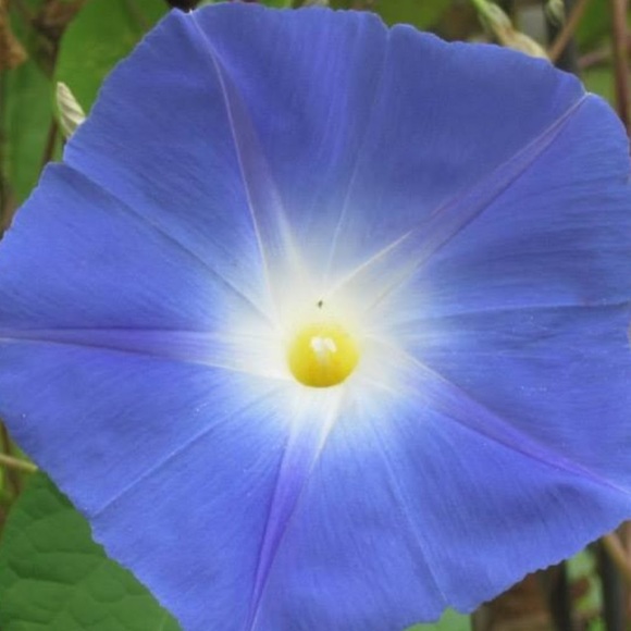 Meet your Posher, Katie - Picture 1 of 1